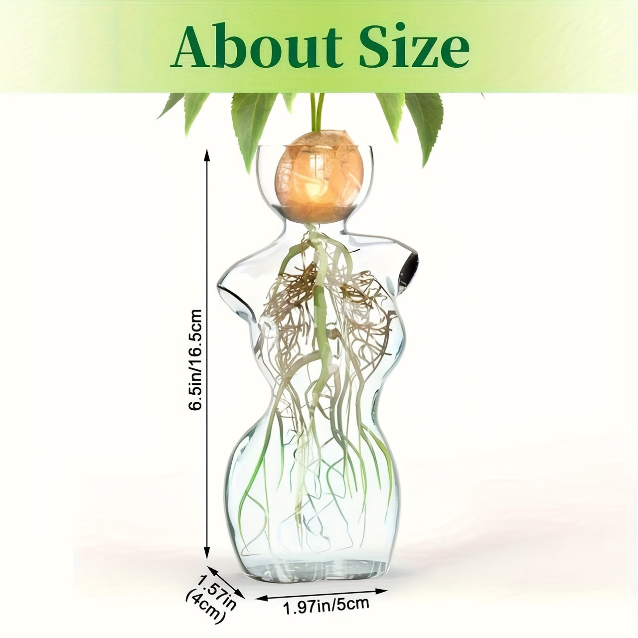 Transparent Avocado-Shaped Glass Vase