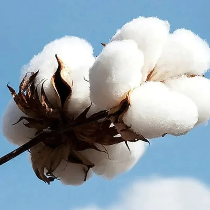 DTMF Deb Í Tirar M Á S Fotos T-shirt Rap Singer Bad Bunny Album Tour T-Shirt